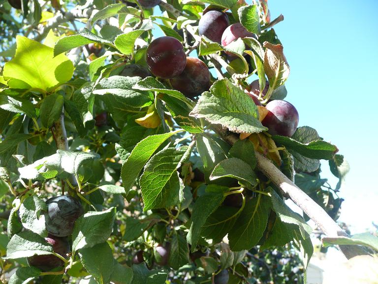 Picking plums 1 No Plain Jane's Kitchen